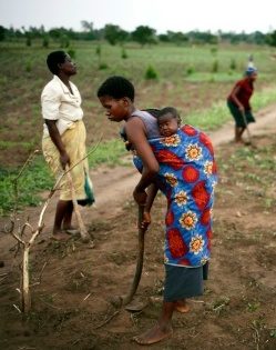 WAAPP : Aider les agriculteurs et redonner du souffle à l’intégration régionale ouest-africaine !