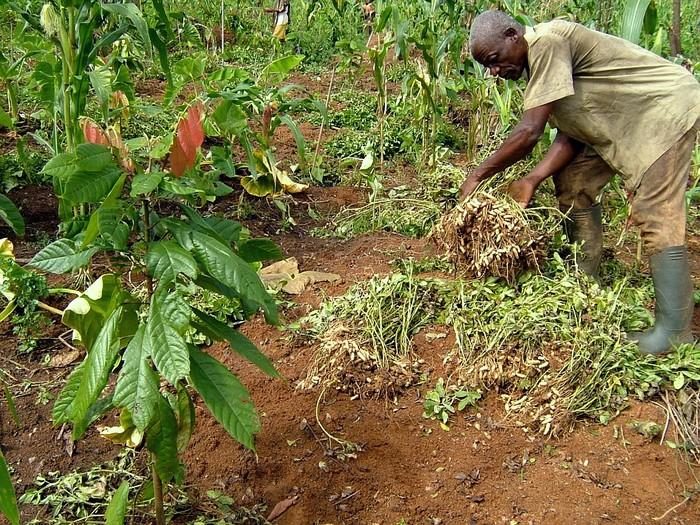 Comment moderniser l’agriculture africaine ?